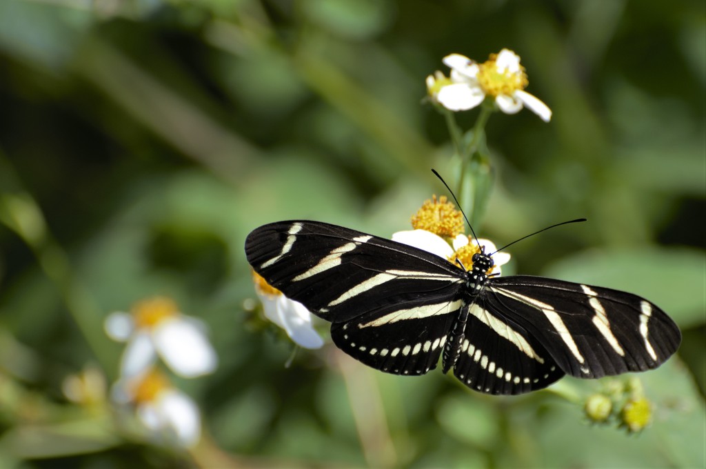 Zebra Longwing Butterfly by chejja