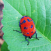 Cotton Harlequin Bug by onewing