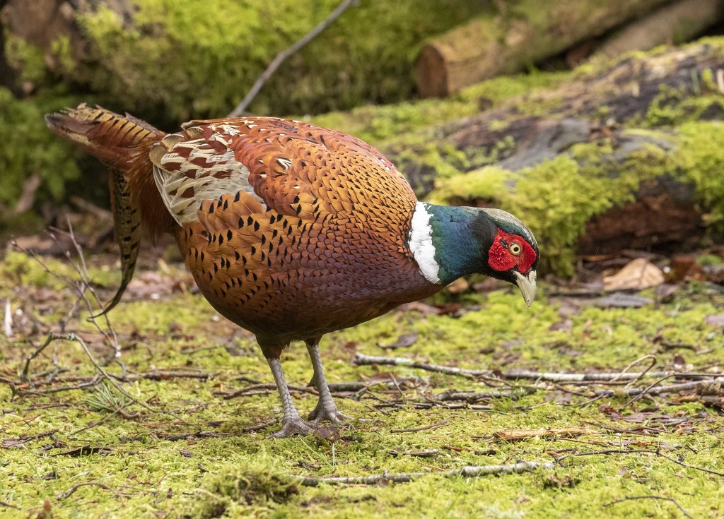 Pheasant with a broken tail feather by shepherdmanswife