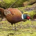 Pheasant with a broken tail feather by shepherdmanswife