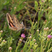 Striped Hawk Moth by ingrid01