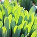 March 12: Green by daisymiller