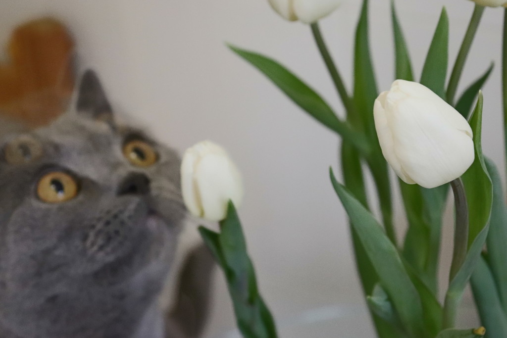 White tulips and a cat with double e by nyngamynga