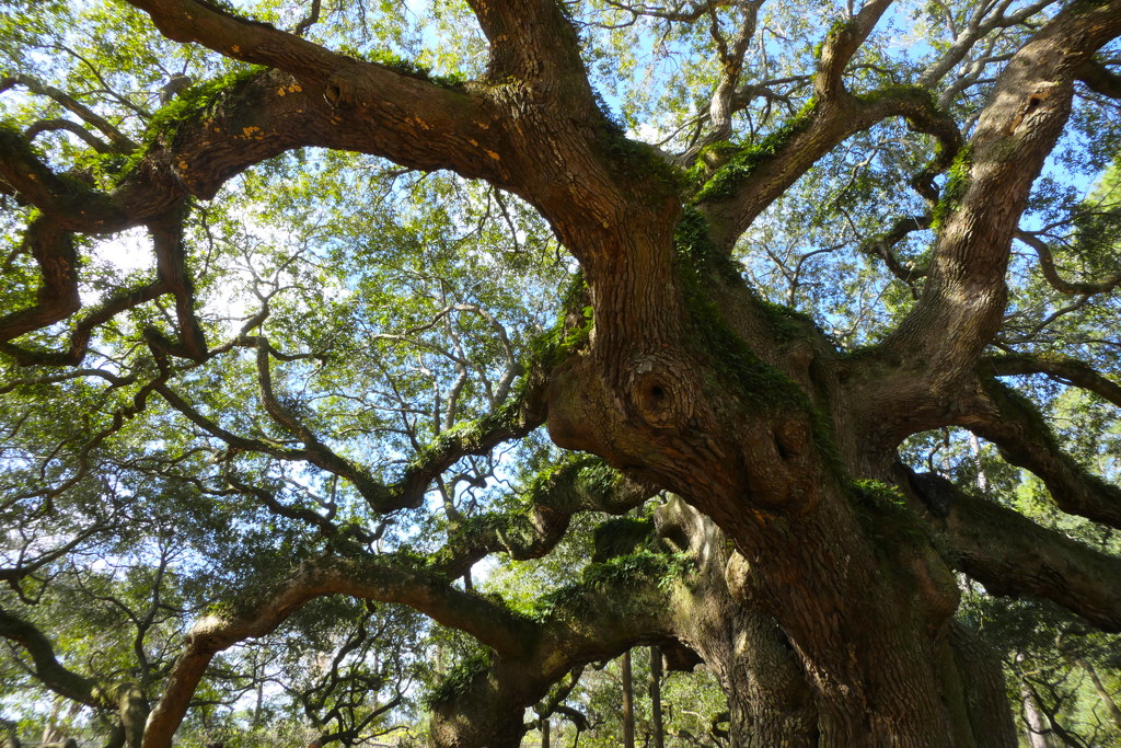 Angel Oak on John's Island by redy4et