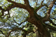9th Mar 2020 - Angel Oak on John's Island