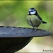 Bird with attitude by rosiekind