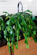 12th Mar 2020 - Green and Clean Christmas Cactus