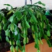 Green and Clean Christmas Cactus by serendypyty