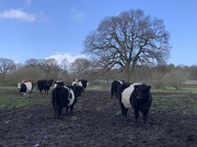 12th Mar 2020 - Belted Galloways