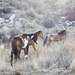 Wild horses by kiwichick