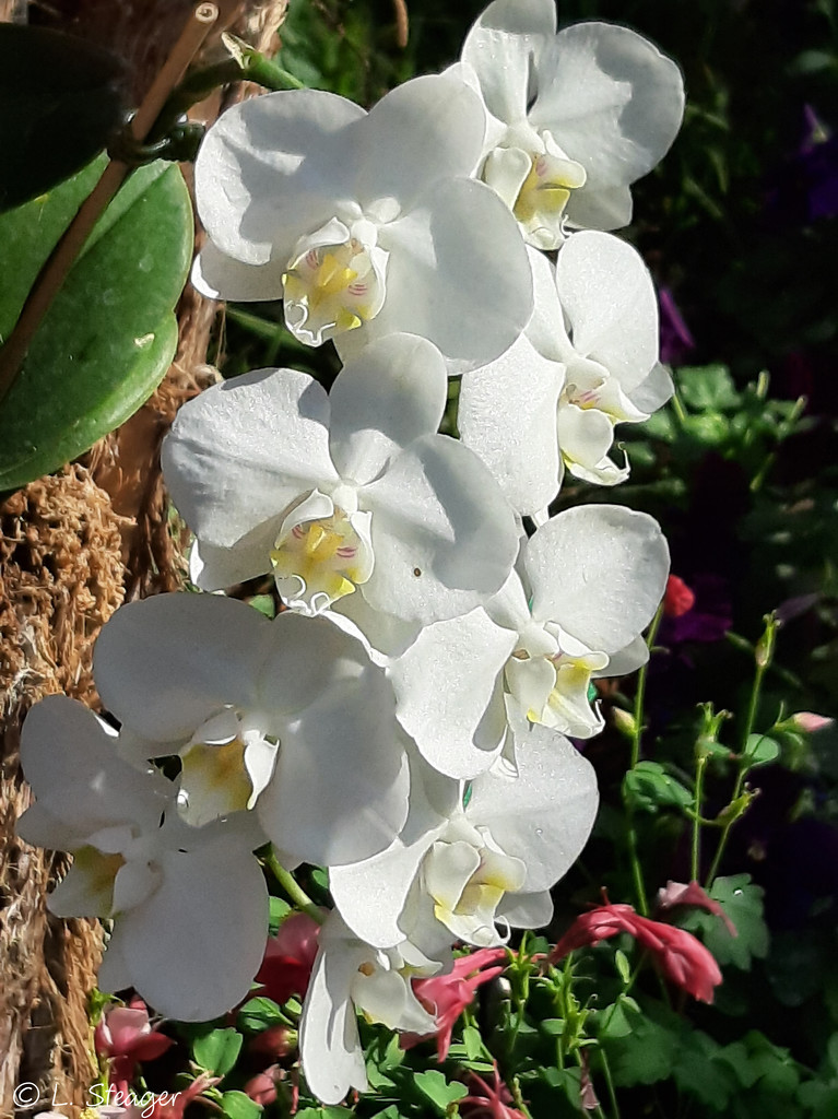 White orchids by larrysphotos