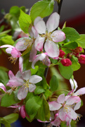 11th Mar 2020 - Pink pear flowers