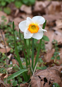 10th Mar 2020 - Daffodil