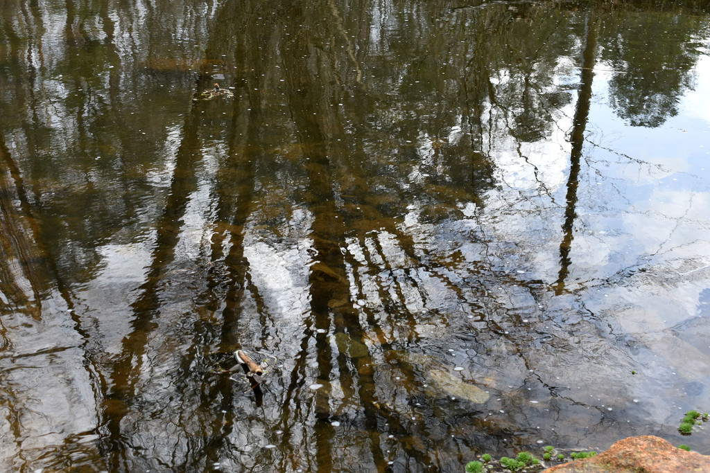 Reflection of Trees by homeschoolmom