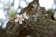 9th Mar 2020 - Tiny pear blossoms
