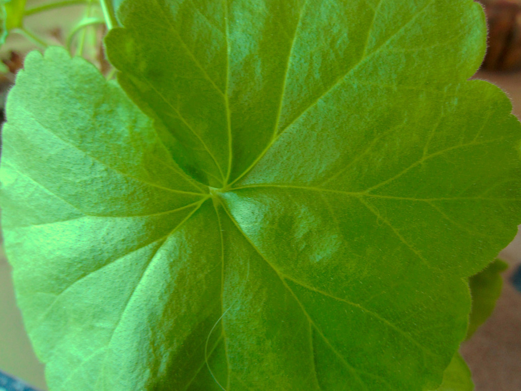 Geranium Leaf by bjywamer