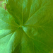 Geranium Leaf by bjywamer