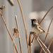Sweet Sparrow by bjywamer