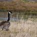 Canadian Goose by bjywamer