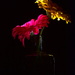 Floral Light by jayberg