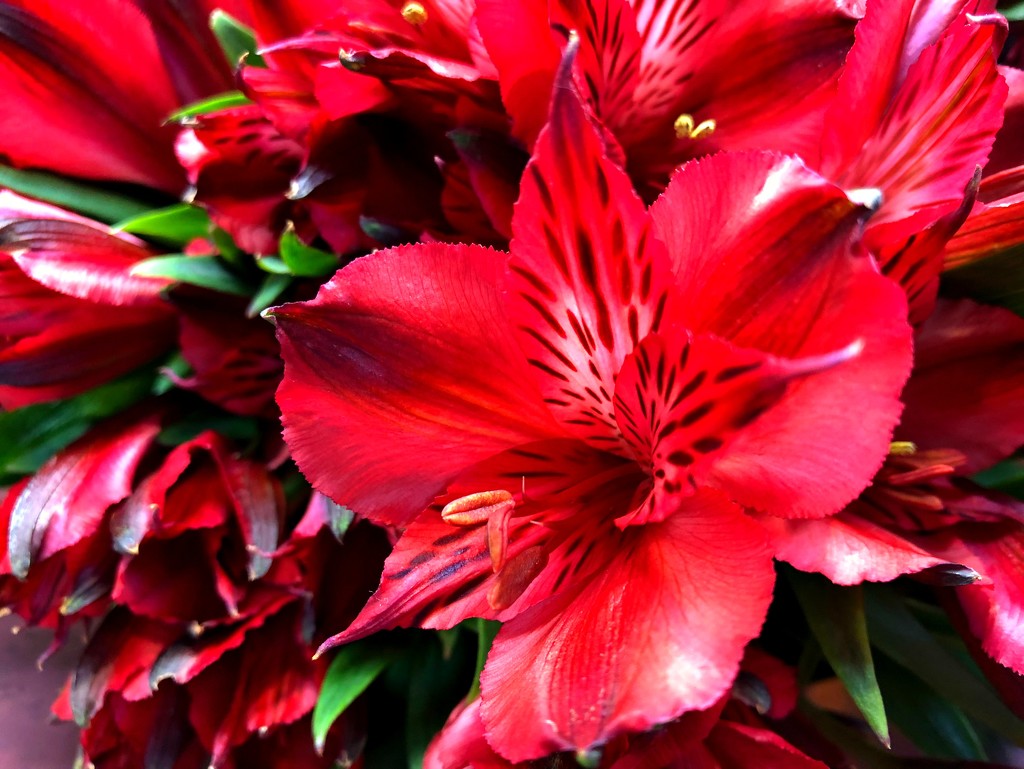 RED flowers by homeschoolmom