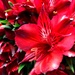 RED flowers by homeschoolmom