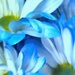 BLUE flower by homeschoolmom