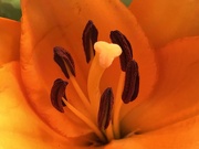 10th Mar 2020 - ORANGE flower