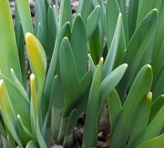 12th Mar 2020 - First signs of Spring 