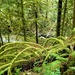 Rainforest Green by kimmer50
