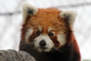 16th Feb 2020 - Leo The Red Panda