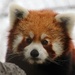 Leo The Red Panda by randy23