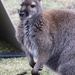 Wallaby by randy23