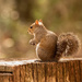 Squirrel on the Stump! by rickster549