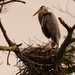 Myrtle Standing Guard Over the Nest! by rickster549