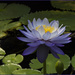 Blue Lotus by ethelperry