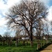 Horse Chestnut Tree by g3xbm