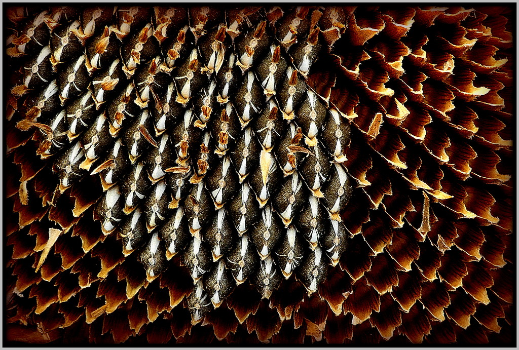 Sunflower seeds by dide
