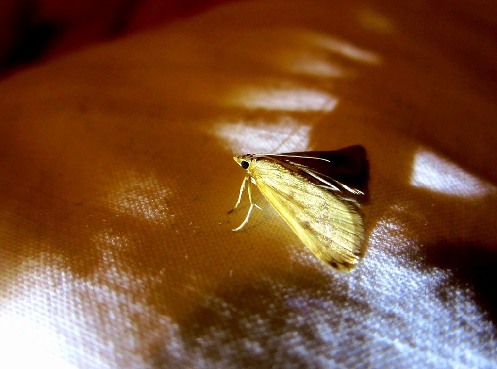 Mali noćni leptir by vesna0210