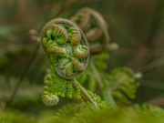 7th Mar 2020 - Evolving fern