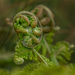 Evolving fern by gosia