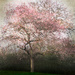 blossom spatter by pistache