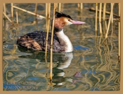 13th Mar 2020 - Great Crested Grebe