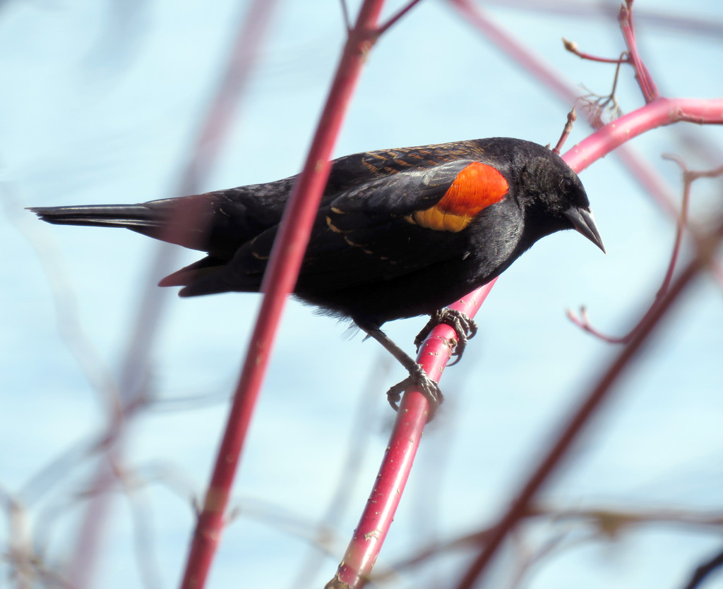Red-Winged Black Bird by seattlite