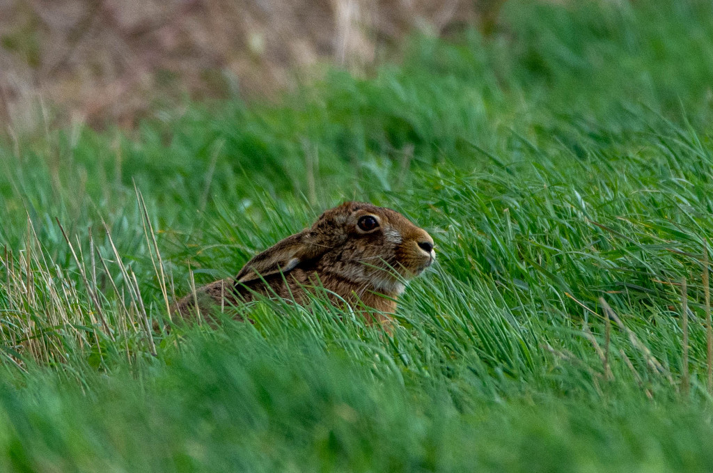 Hare in the long grass by stevejacob
