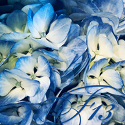 13th Mar 2020 - Blue Hydrangea For F13