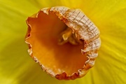 13th Mar 2020 - Daffodil Corona