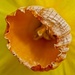 Daffodil Corona by billyboy
