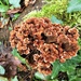 Zoned Rosette fungus by julienne1