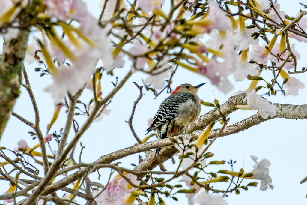 Baby woodpecker by danette